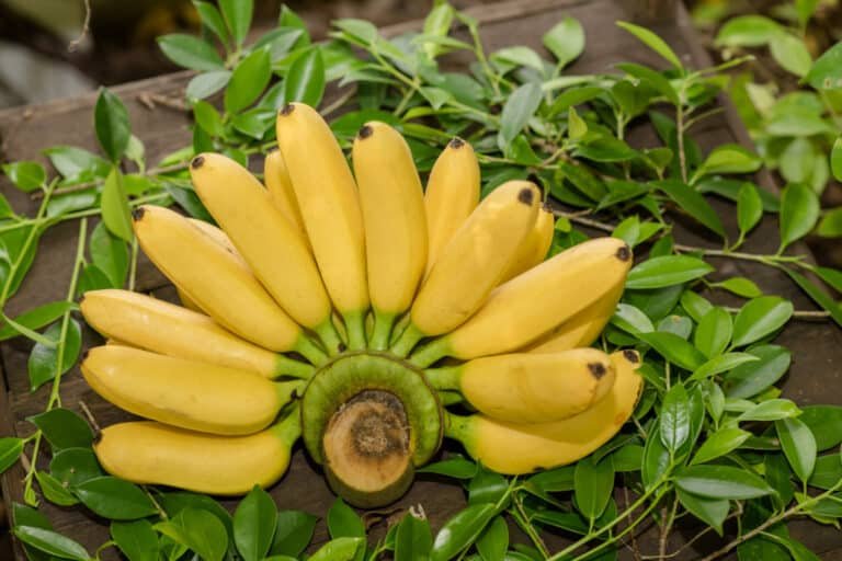 Plantar Banana Guia Completo Dicas Essenciais Tudo Sobre Jardim