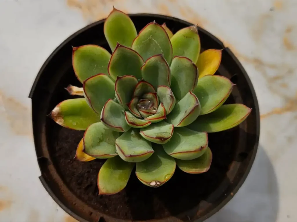 Echeveria 