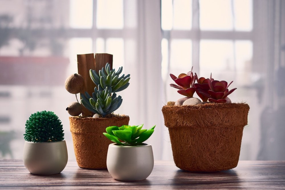 Principais tipos de vasos e quais escolher para suas plantas
