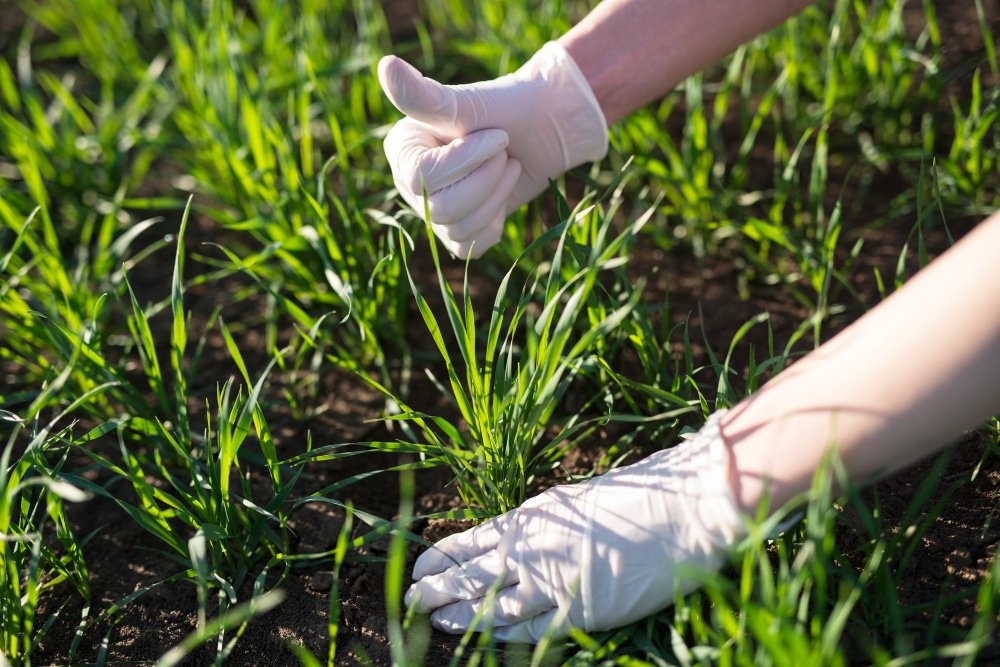 Cultivo de grama: passo a passo profissional | Jardins