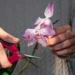 cuidados com orquídeas