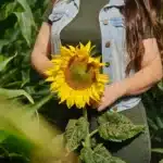 Como-plantar-girassol-4