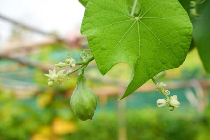 Como plantar chuchu: Guia completo e o segredo para cultivar chuchu em ...
