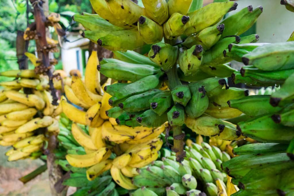 bananas maduras e verdes penduradas