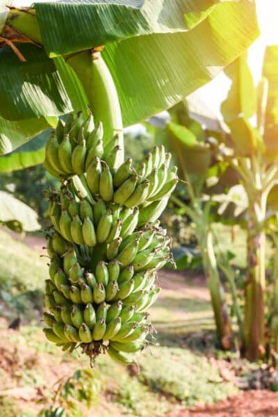 plantar banana