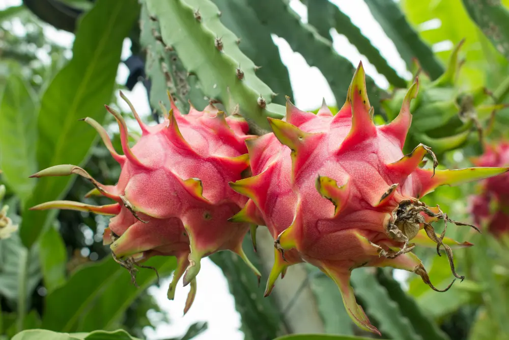 foto da fruta pitaya