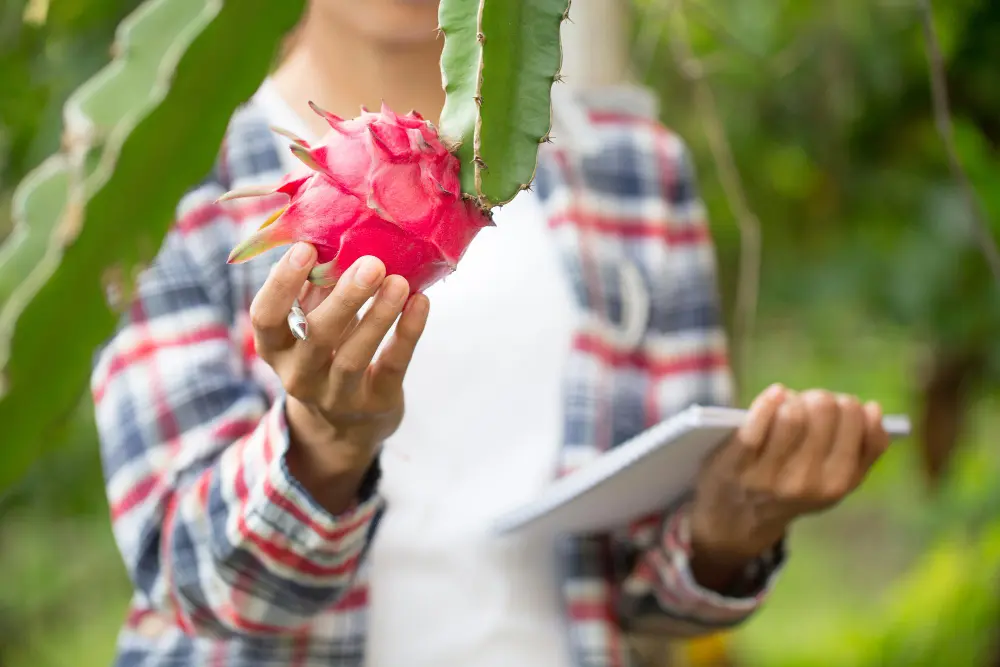 foto da fruta pitaya sendo estudada