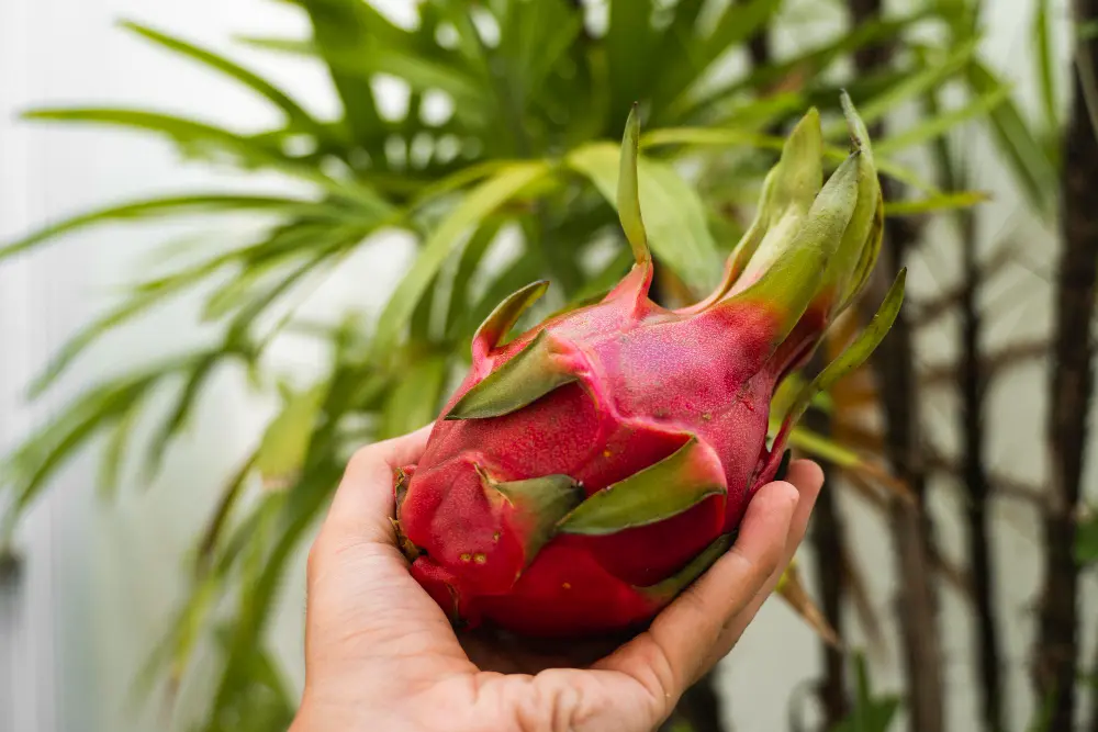 foto da fruta pitaya
