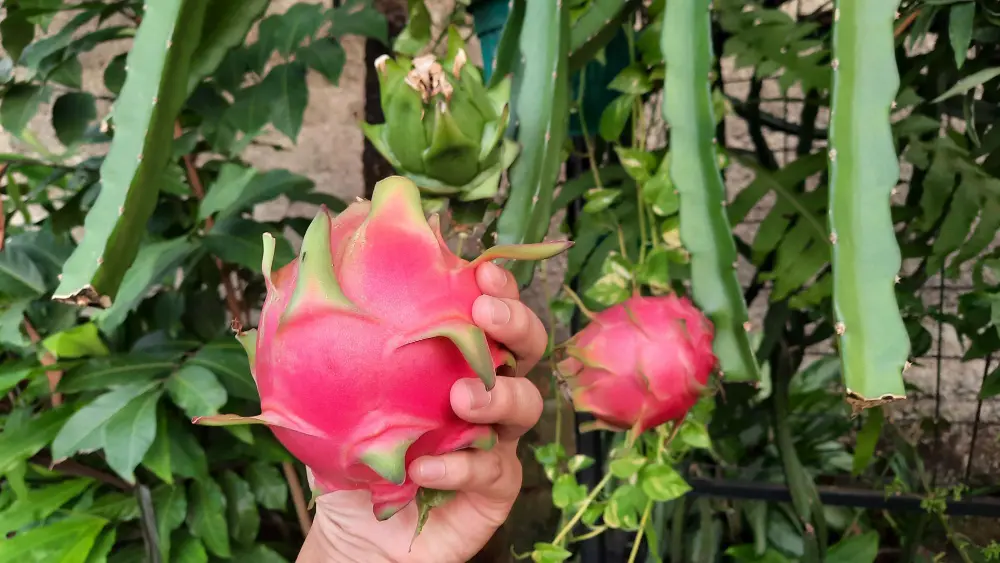 foto da fruta pitaya sendo colhida