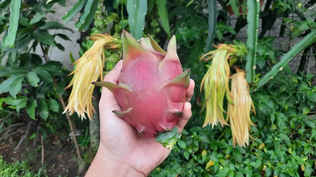 foto da fruta pitaya no pé