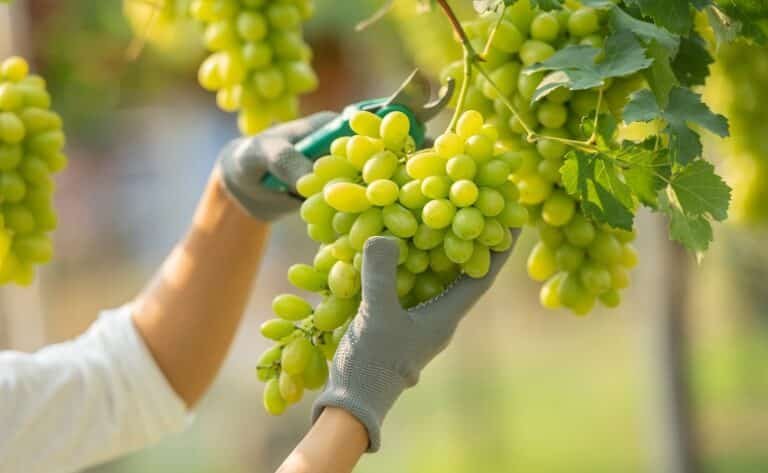 Guia completo e valioso de como plantar uva em casa
